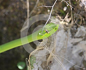 A wild green vine snake staring at you