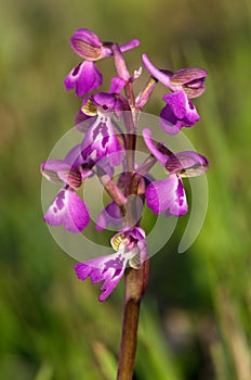Wild green-winged orchid, trimaculata form - Anacamptis morio subsp. picta