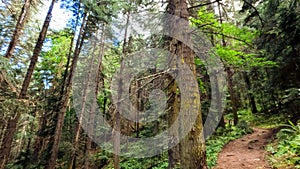 wild green woods in mountain ridge - backpacking ground trail - photo of nature