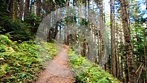 wild green woods in mountains - hiking ground path - photo of nature