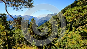wild green woods in mountains - hiking ground trail - photo of nature