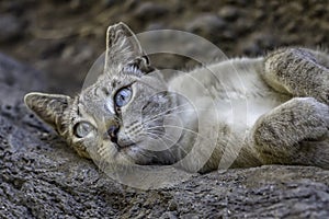 Wild grey cat with blue eyes