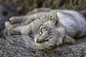 Wild grey cat with blue eyes