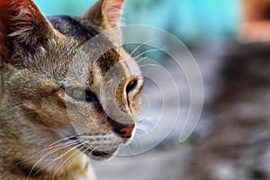 Wild grey cat in indian jungle in nice blur background hd