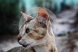 Wild grey cat in indian jungle in nice blur hd background