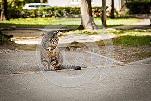 The wild grey cat sitting on a asphalt road