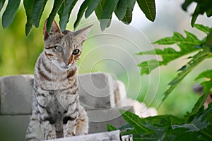 Wild grey cat sitting on the wall and looking to the camera.