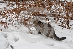 Wild grey cat in the snow