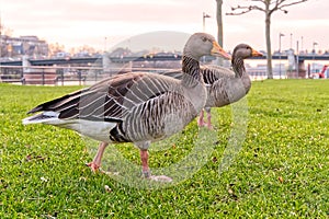 Wild grey goose walking in green grass, close up. Goose in cty park