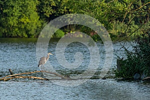 A wild grey heron standing on a branch