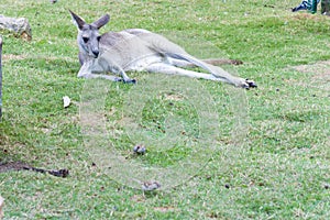 Wild grey kangaroo resting Kangaroo lies on vacation
