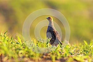 Wild grey partridge on meadow