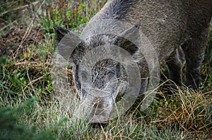 Wild grey piglet with black patch grazes on forest meadow