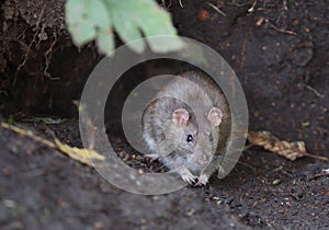 Wild grey rat sits near a hole in the ground