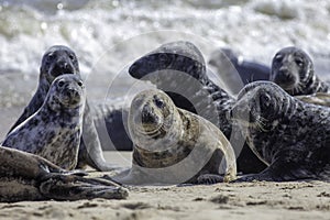 Wild Grey seal colony on the beach at Horsey UK