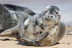 Wild grey seal portrait image. Beautiful gray seal from Horsey