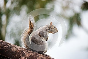 Wild grey squirrel standing on top a tree trunk