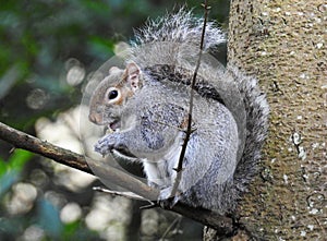 Wild Grey Squirrel in a tree eating