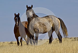 Wild grey stallion and mare