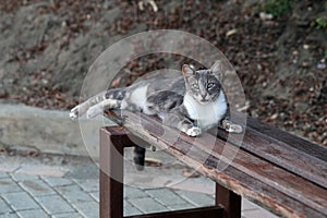 Wild Grey and White Colored Cat Laying on a Bench in Cyprus