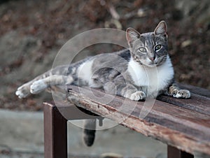 Wild Grey and White Colored Cat Laying on a Bench in Cyprus