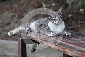 Wild Grey and White Colored Cat Laying on a Bench in Cyprus