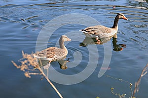Wild greylag geese swimming on pond or lake in the park. Grey goose on water with reflection in sunny day
