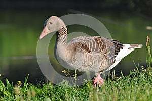 Wild greylag goose