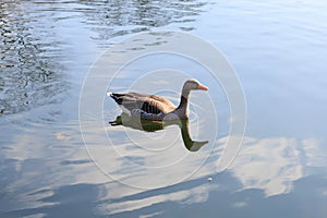 Wild greylag goose swimming on pond or lake in the park. Grey goose on water with reflection in sunny day