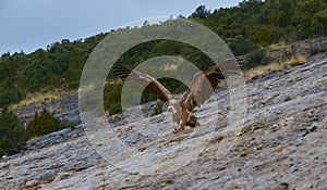 Wild Vulture landing on the side of a mountain photo