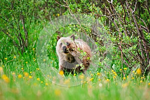 Wild Grizzly Bear Cub