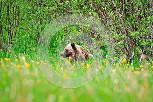 Wild Grizzly Bear Cub