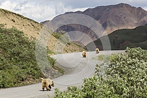 Wild grizzly bear in Denali National Park Alaska.