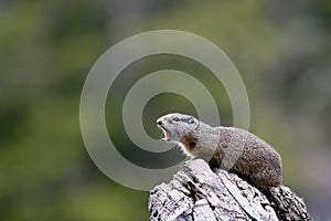 Wild Ground Squirrel Giving Warning Call