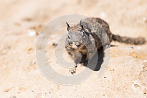 Wild ground-squirrel rodent marmotini animal in natural habitat photo
