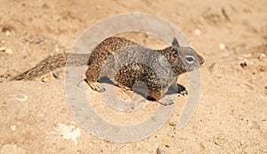 Wild ground squirrel rodent marmotini animal on rocky soil