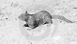 Wild ground squirrel rodent marmotini animal on rocky soil photo