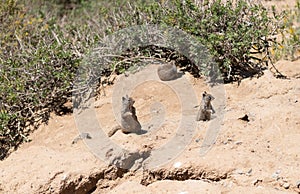 Wild ground-squirrels rodents marmotini animals in natural habitat photo