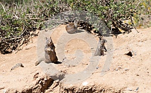 Wild ground squirrels rodents marmotini animals in natural habitat photo