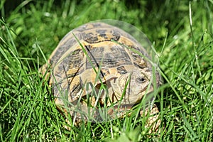 Wild ground turtle closeup details on green grass field,reptile animal