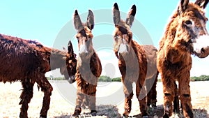 Wild group of donkeys grazing