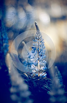 Wild-growing blue flowers of a lupine