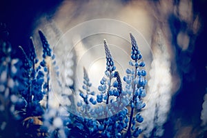 Wild-growing blue flowers of a lupine