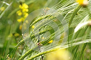 Wild-growing cereals on green meadow in spring clo