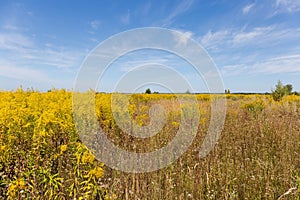 Wild growing colony of flowering Canadian goldenrod against sky