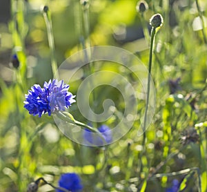 Wild growing cornflower (Centaurea cyanus) photo