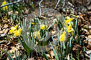 Wild growing daffodils in a forest in PrÃ©s-d-Orvin, Switzerland
