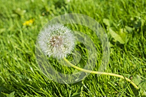 Wild growing dandelion seed head in a grassy location