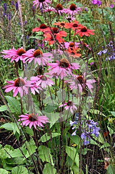 Wild growing echinacea purpurea flowers