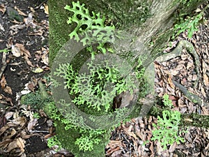 Wild growing fern on a tree in forest of Madeira